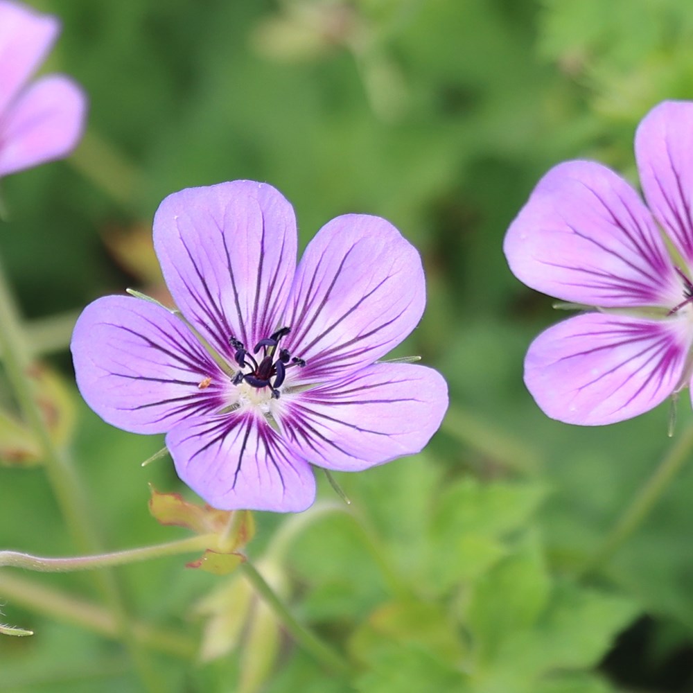<i>Geranium wallichianum</i> <b class=small-caps>Havana Blues</b> ('Noorthava') (PBR)