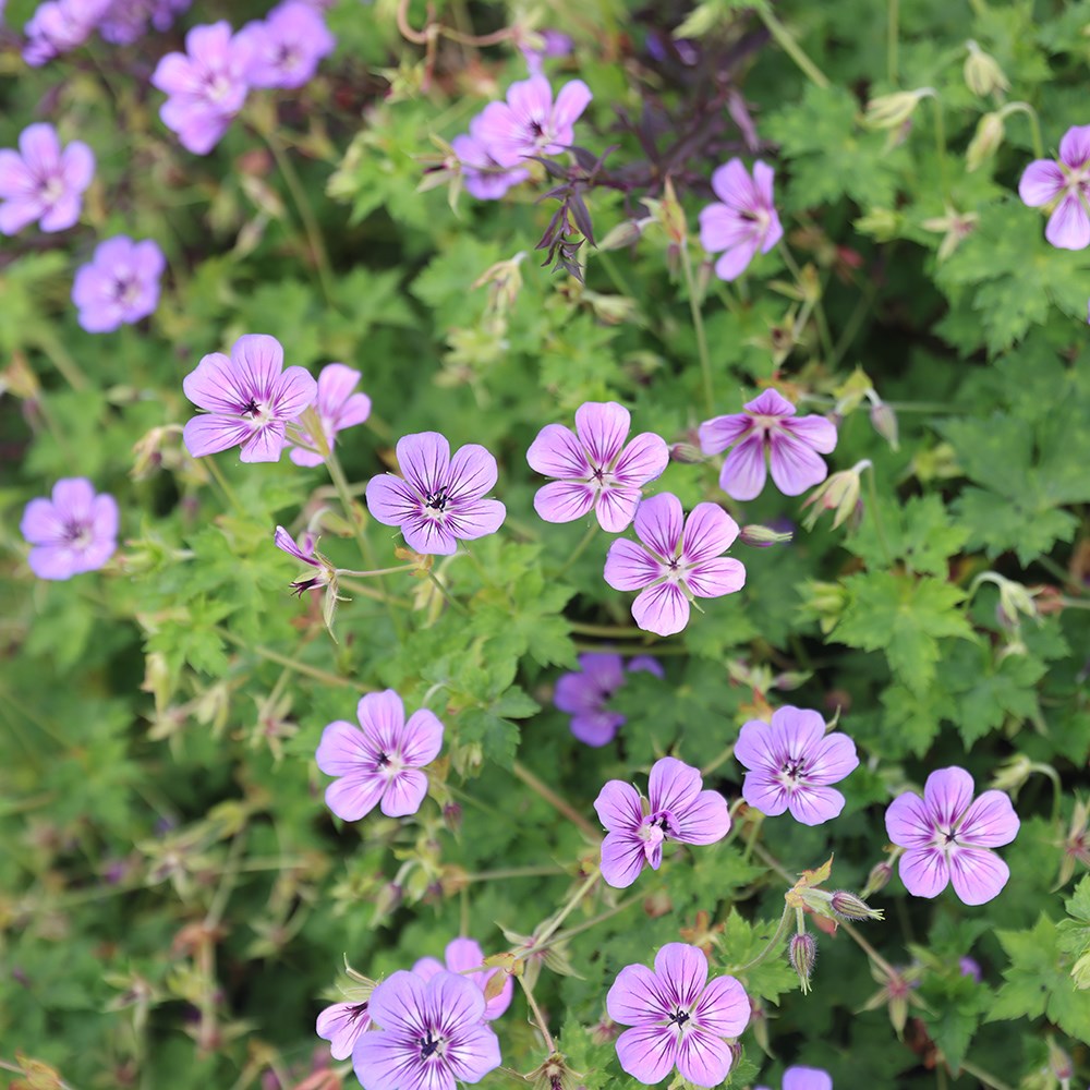 <i>Geranium wallichianum</i> <b class=small-caps>Havana Blues</b> ('Noorthava') (PBR)