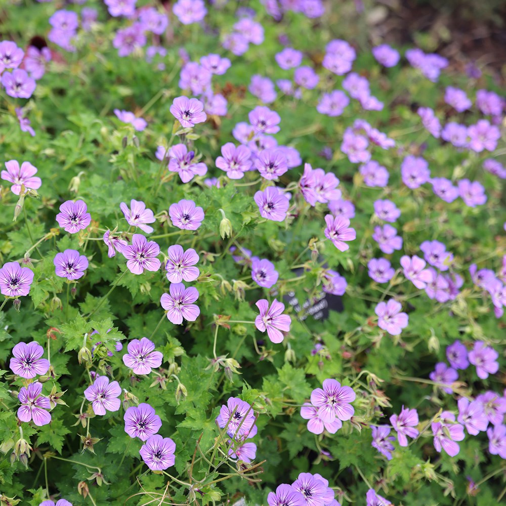 <i>Geranium wallichianum</i> <b class=small-caps>Havana Blues</b> ('Noorthava') (PBR)