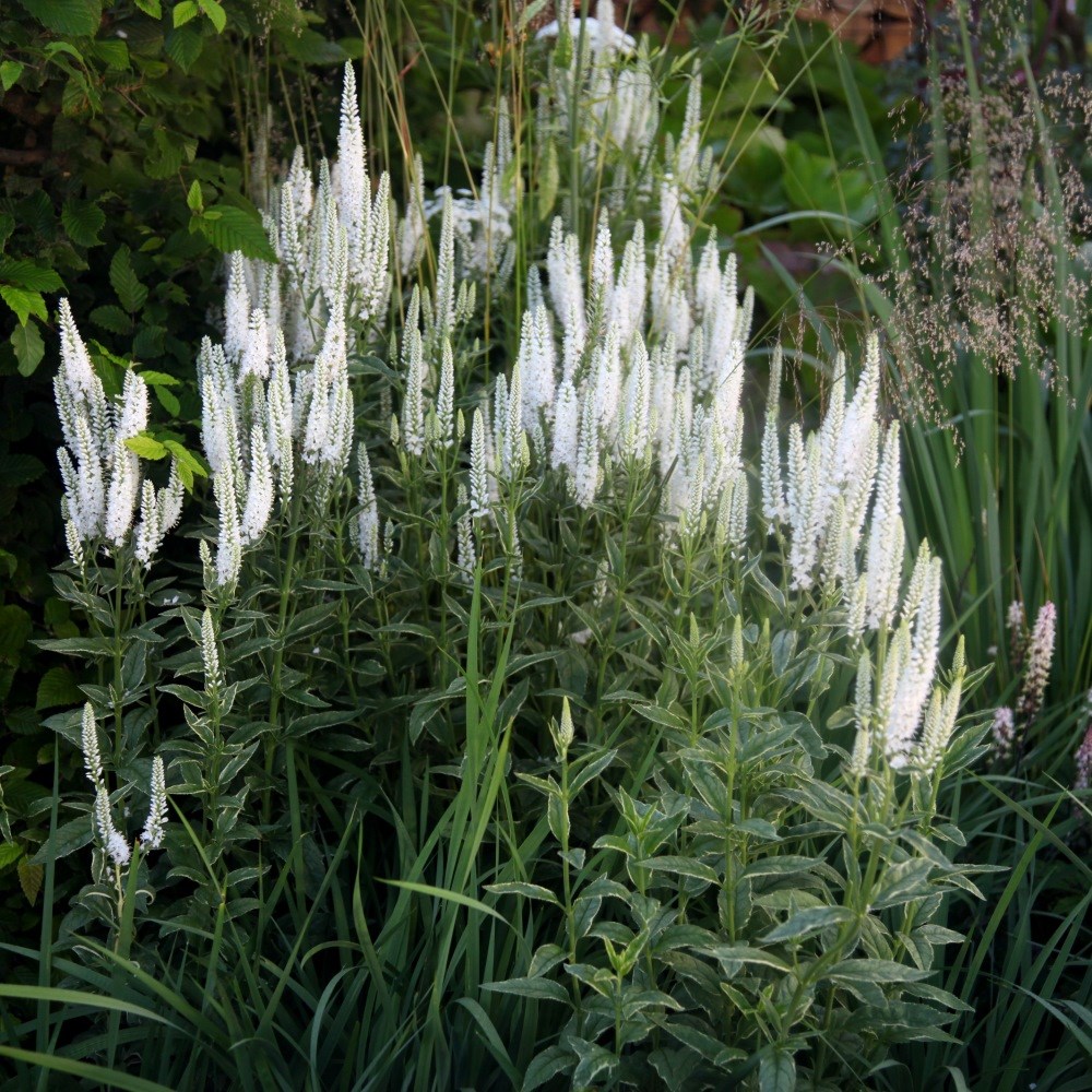 <i>Veronica longifolia</I> 'Charlotte' (PBR)