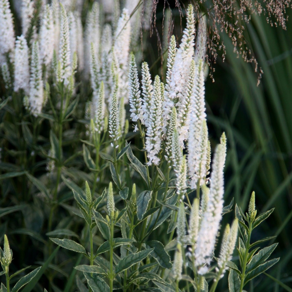 <i>Veronica longifolia</I> 'Charlotte' (PBR)
