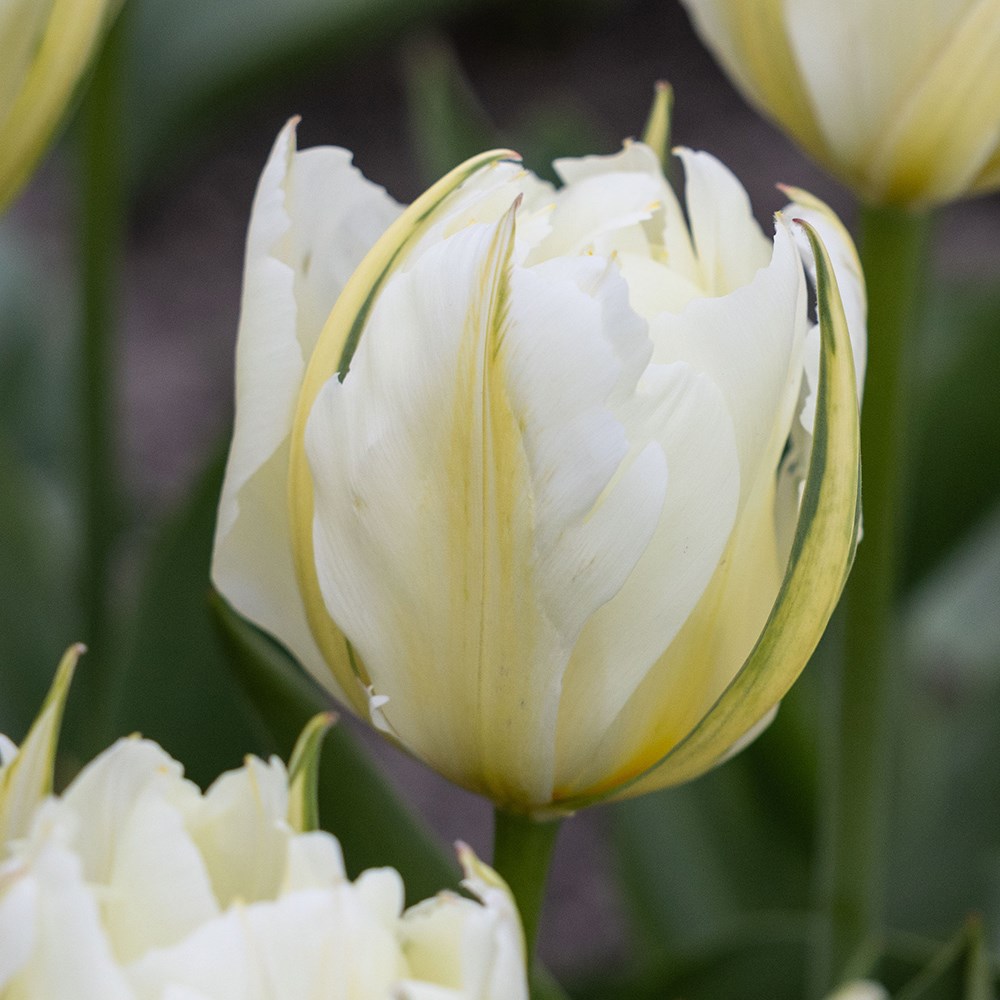 <i>Tulipa</i> 'Exotic Emperor'