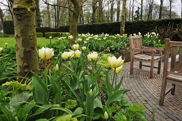 <i>Tulipa</i> 'Exotic Emperor'