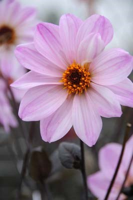 <i>Dahlia</i> 'Bishop of Leicester'