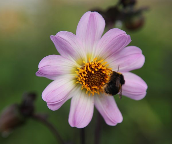 <i>Dahlia</i> 'Bishop of Leicester'