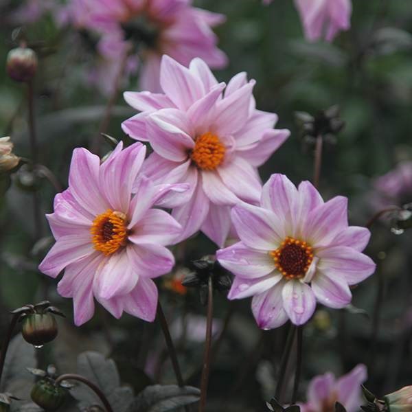 <i>Dahlia</i> 'Bishop of Leicester'