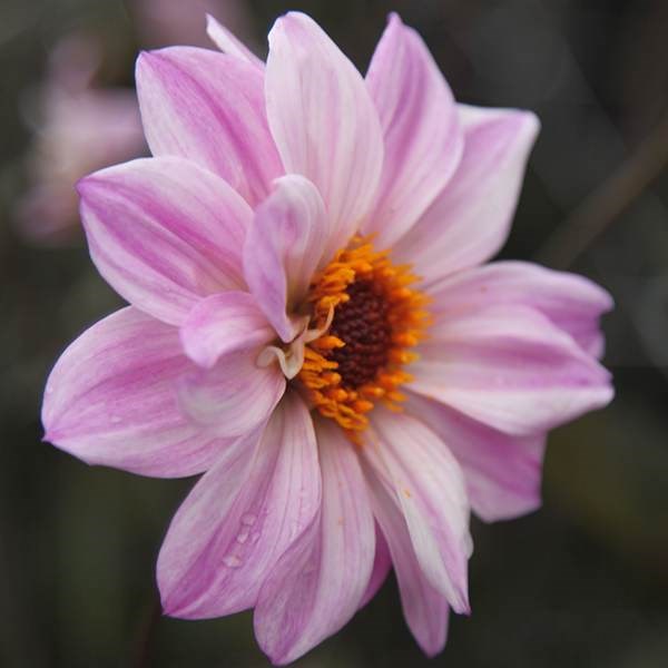 <i>Dahlia</i> 'Bishop of Leicester'
