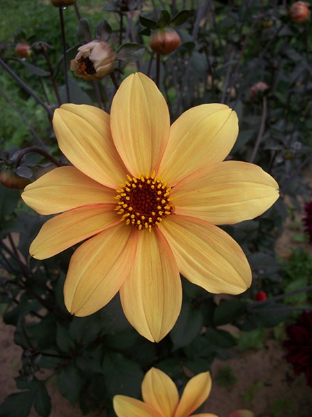 <i>Dahlia</i> 'Bishop of York'