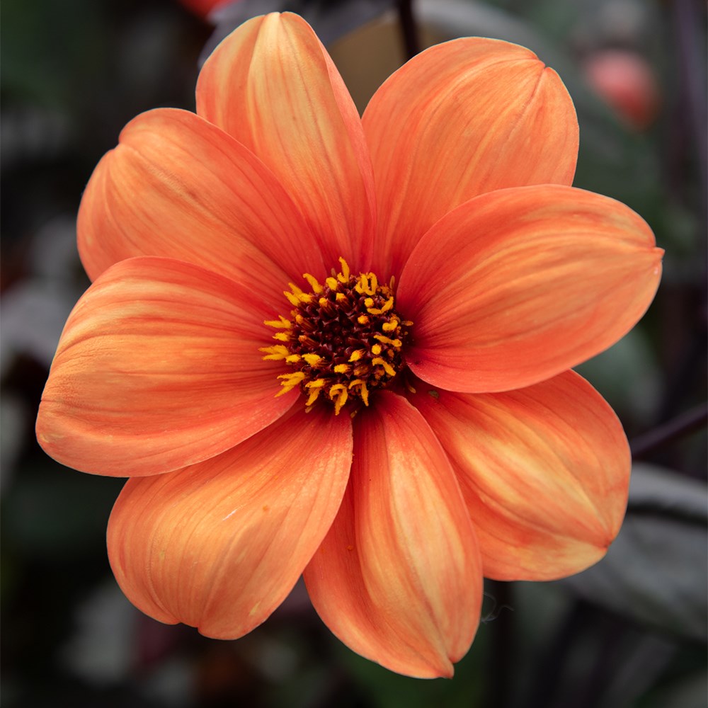 <i>Dahlia</i> 'Bishop of Oxford'