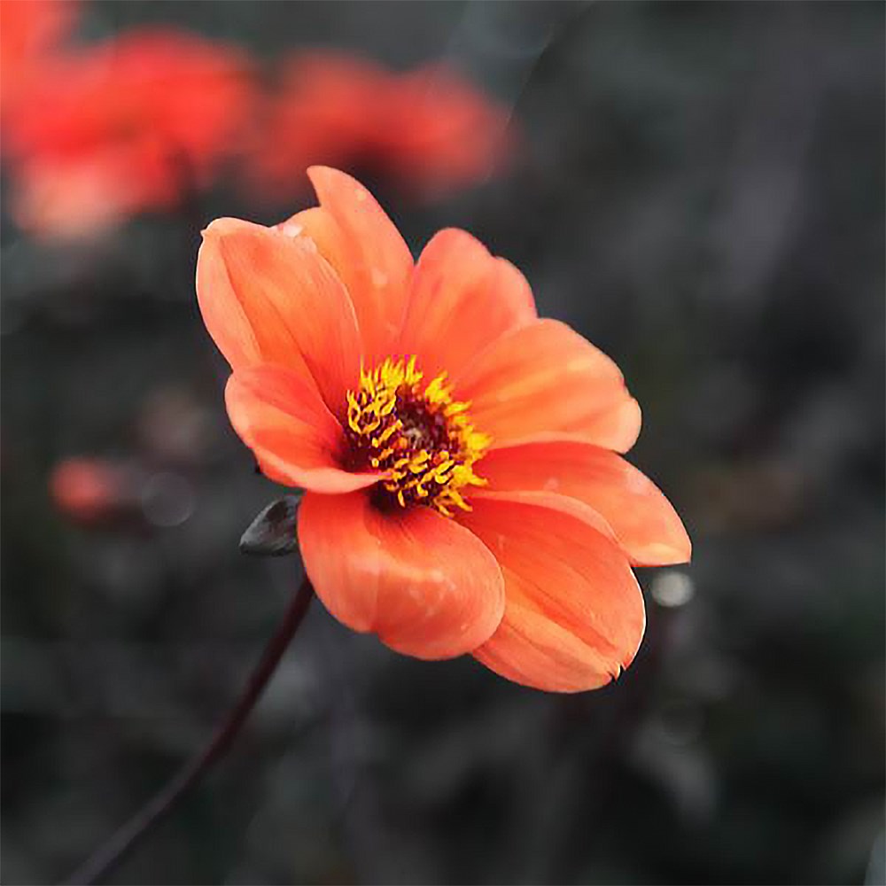 <i>Dahlia</i> 'Bishop of Oxford'