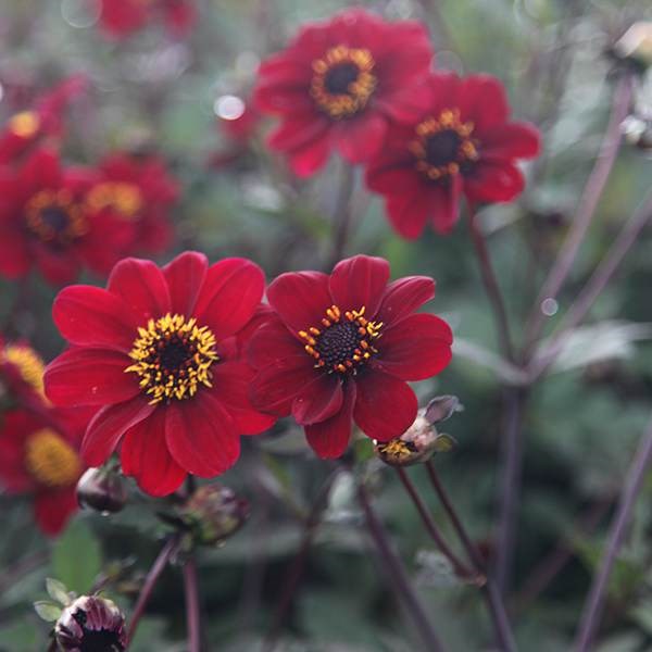 <i>Dahlia</i> 'Bishop of Canterbury' (PBR)