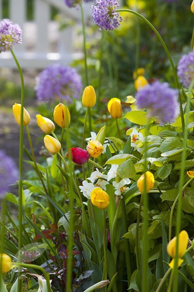 <i>Tulipa</i> 'Olympic Flame'