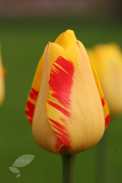 <i>Tulipa</i> 'Olympic Flame'