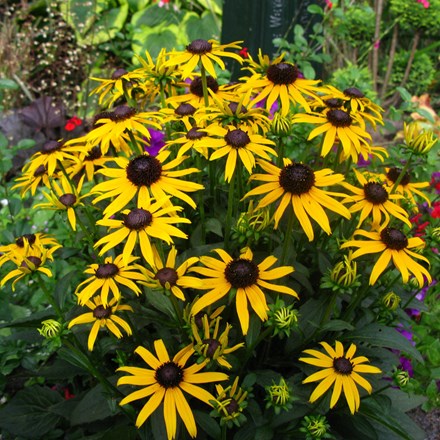 <i>Rudbeckia fulgida</i> 'Little Goldstar' (PBR)