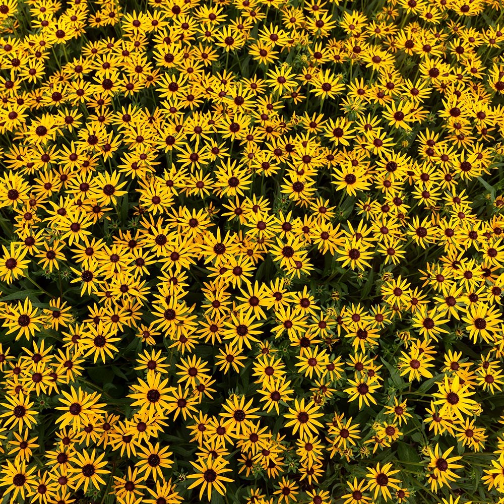 <i>Rudbeckia fulgida</i> 'Little Goldstar' (PBR)