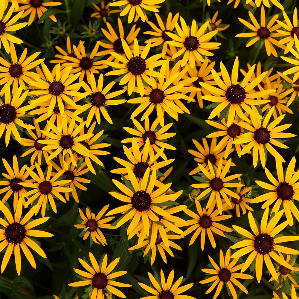 <i>Rudbeckia fulgida</i> 'Little Goldstar' (PBR)