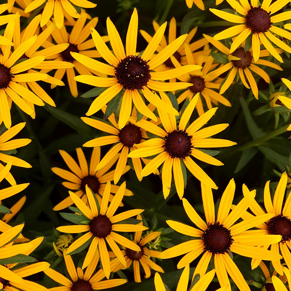 <i>Rudbeckia fulgida</i> 'Little Goldstar' (PBR)