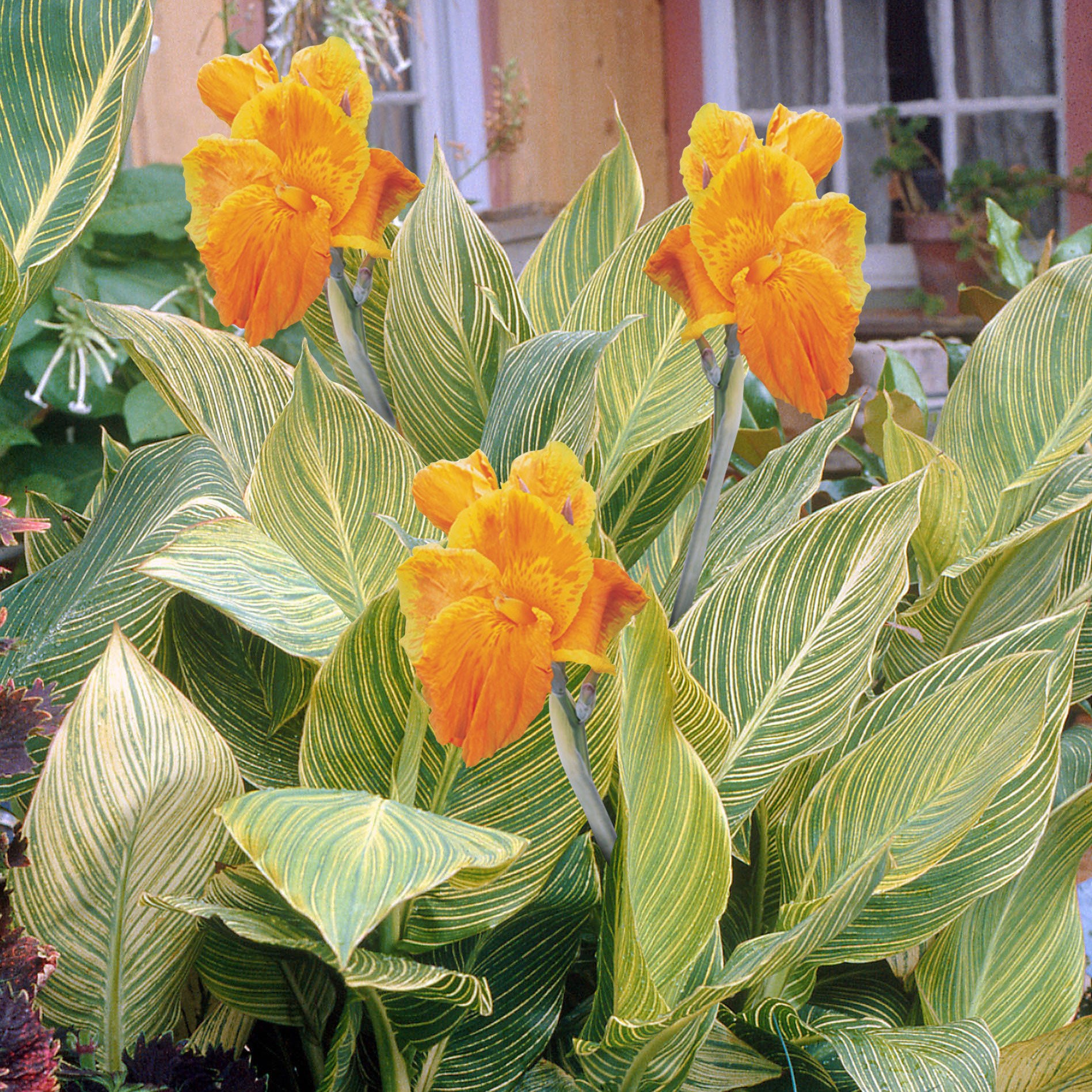 <I>Canna indica</i> <b class=small-caps>Tropicanna Gold</b> ('Mactro') (PBR)