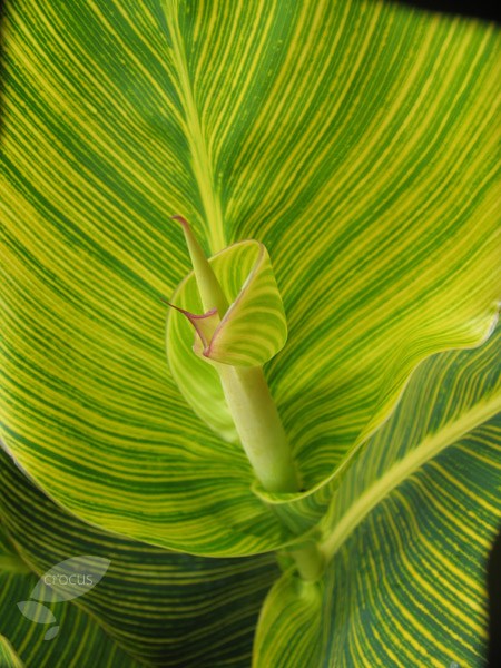 <I>Canna indica</i> <b class=small-caps>Tropicanna Gold</b> ('Mactro') (PBR)