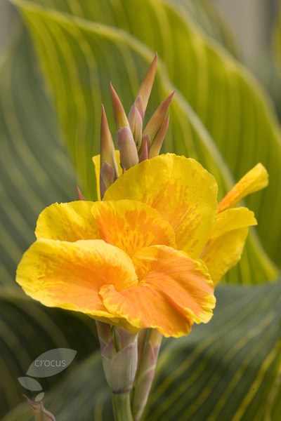 <I>Canna indica</i> <b class=small-caps>Tropicanna Gold</b> ('Mactro') (PBR)