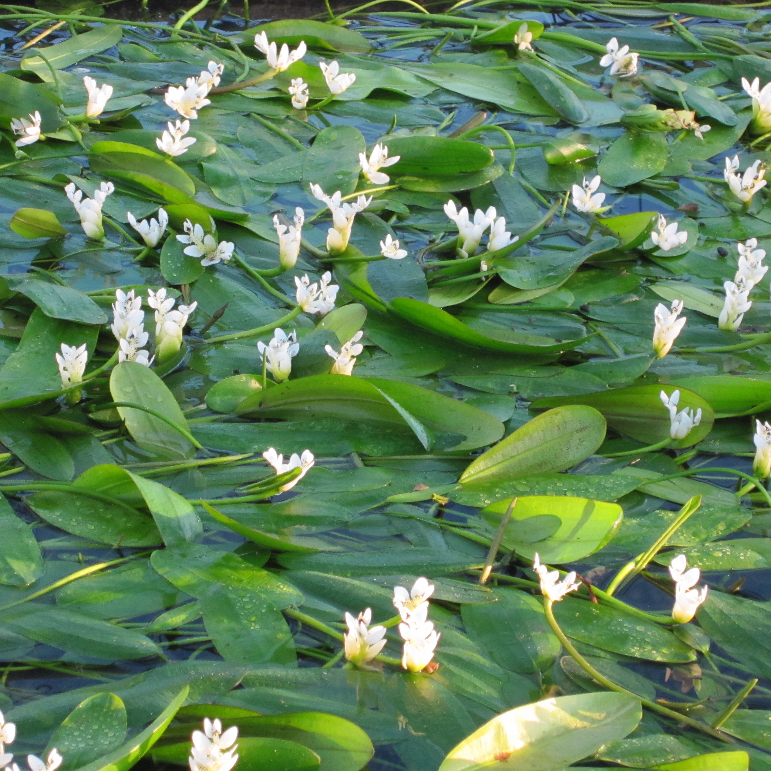 <i>Aponogeton distachyos</i> 