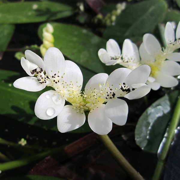 <i>Aponogeton distachyos</i> 