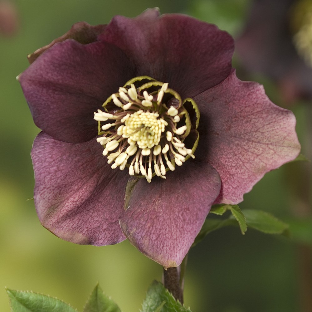 <i>Helleborus</i> × <i>hybridus</i> 'Pretty Ellen Red'