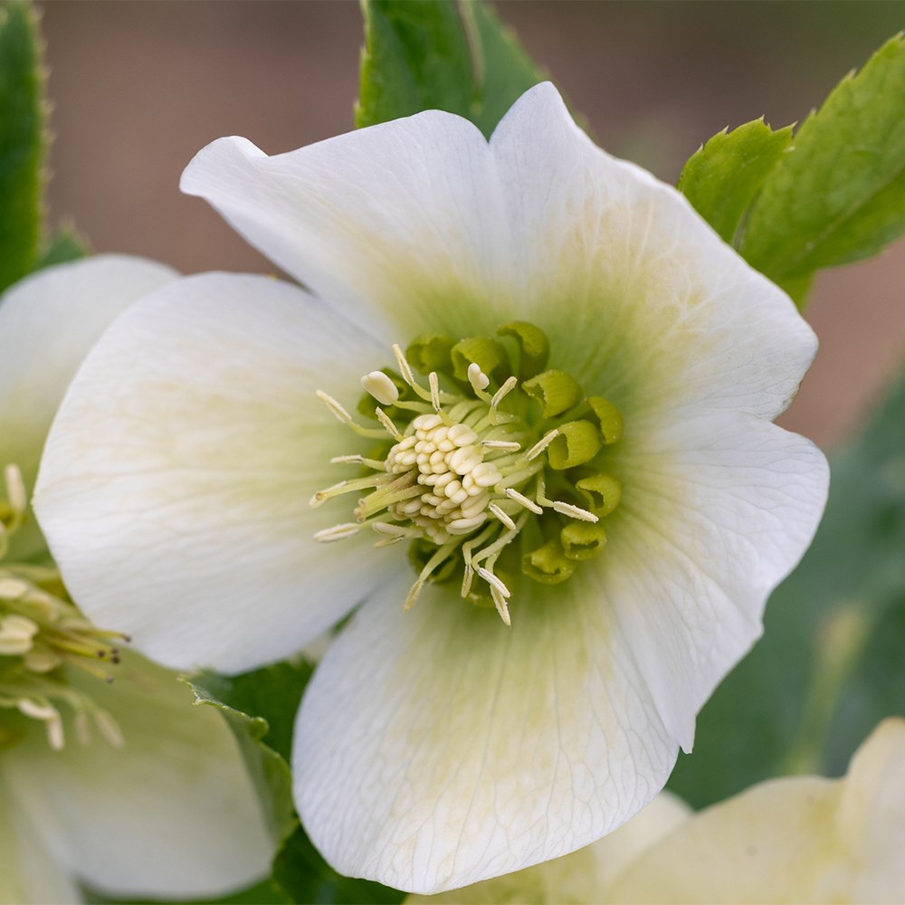 <i>Helleborus</i> × <i>hybridus</i> 'Pretty Ellen White'