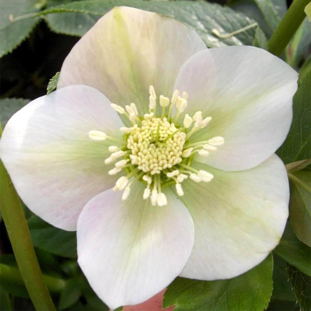 <i>Helleborus</i> × <i>hybridus</i> 'Pretty Ellen White'