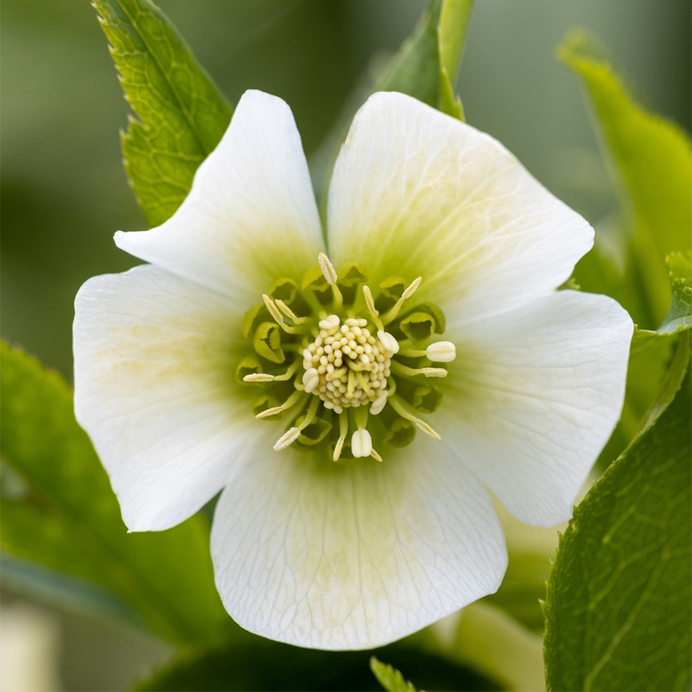 <i>Helleborus</i> × <i>hybridus</i> 'Pretty Ellen White'