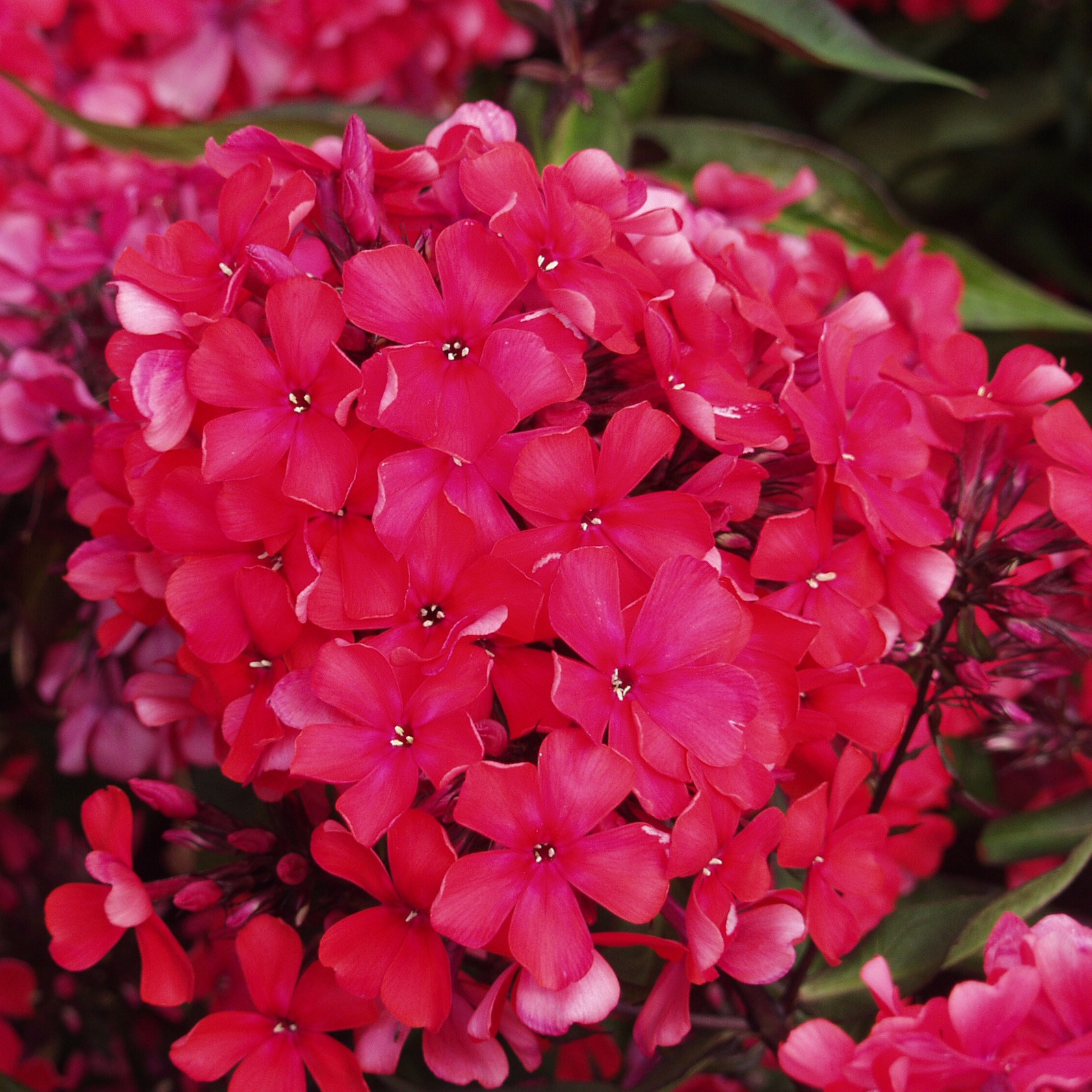 <i>Phlox paniculata</i> 'Starfire'