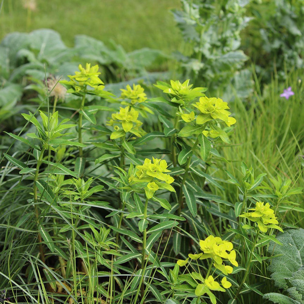 <i>Euphorbia wallichii</i> 