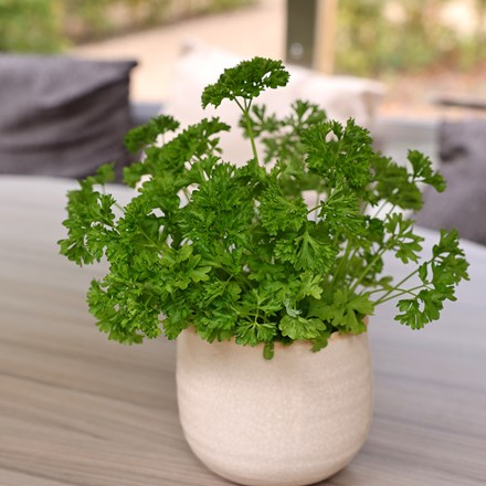 parsley 'Extra moss curled'