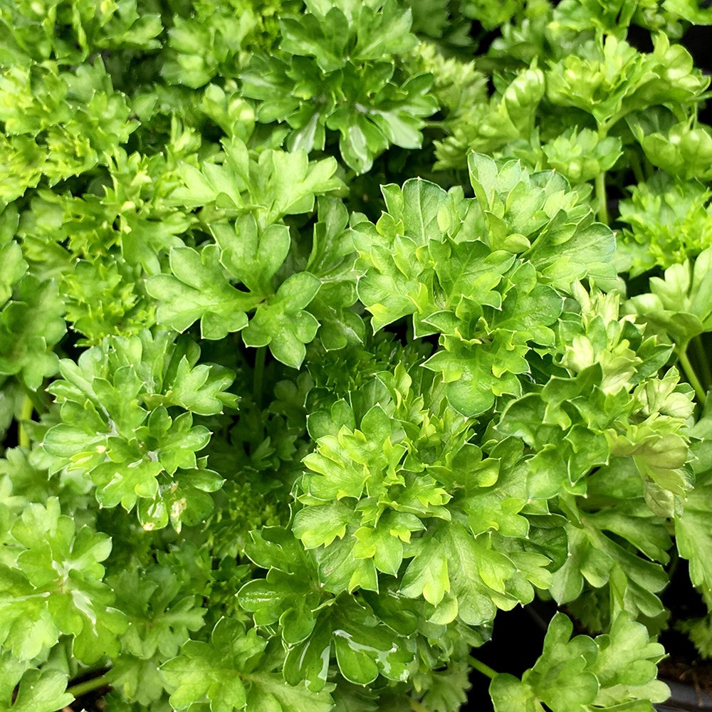 parsley 'Extra moss curled'