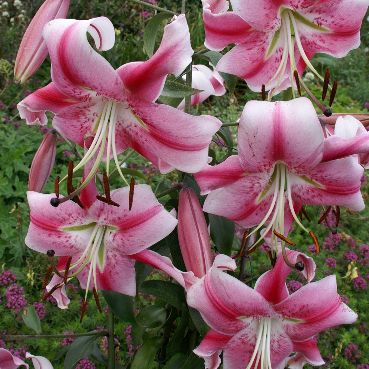 <i>Lilium</i> 'Anastasia'
