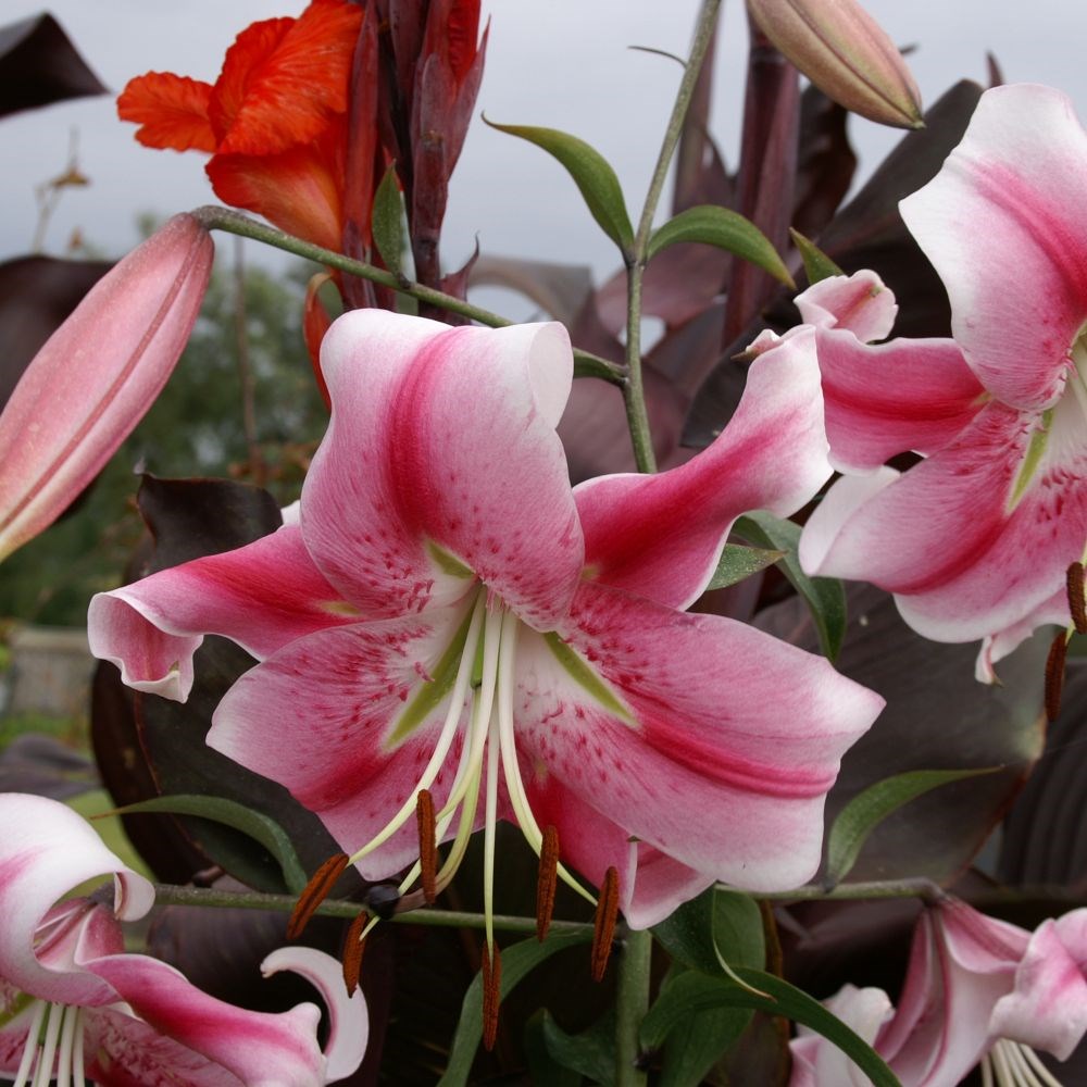 <i>Lilium</i> 'Anastasia'