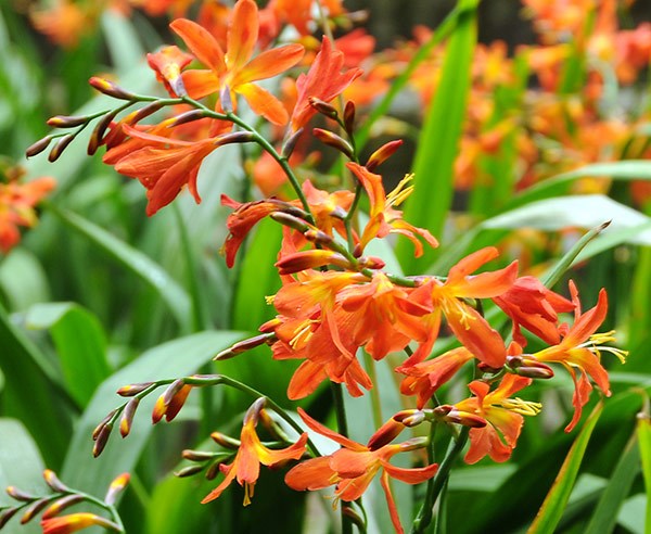 Crocosmia collection