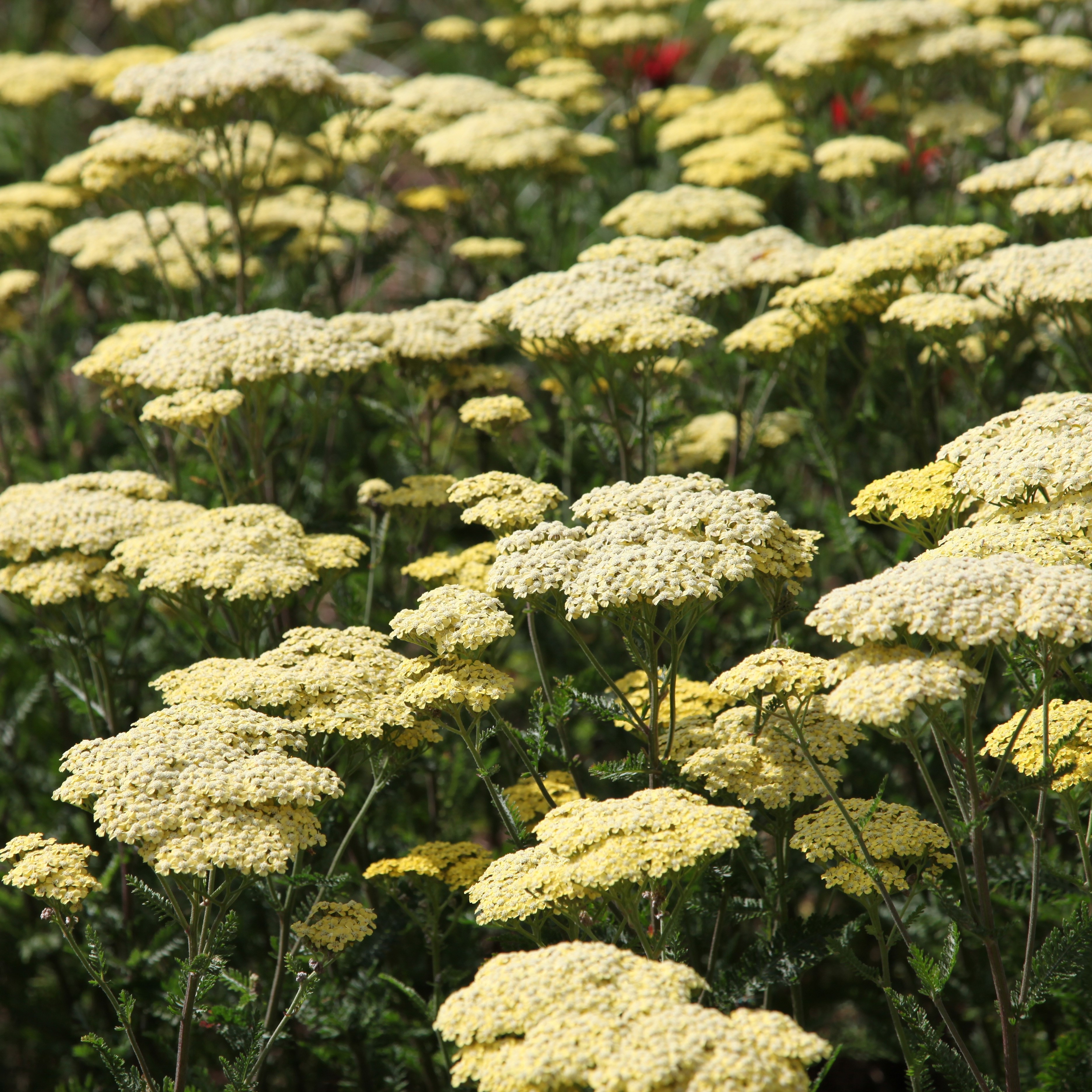 <i>Achillea</i> 'Credo'