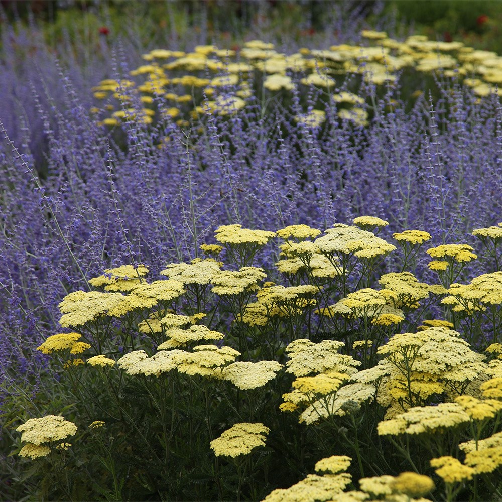<i>Achillea</i> 'Credo'