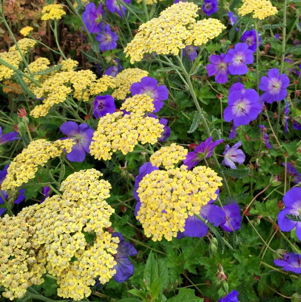 <i>Achillea</i> 'Credo'