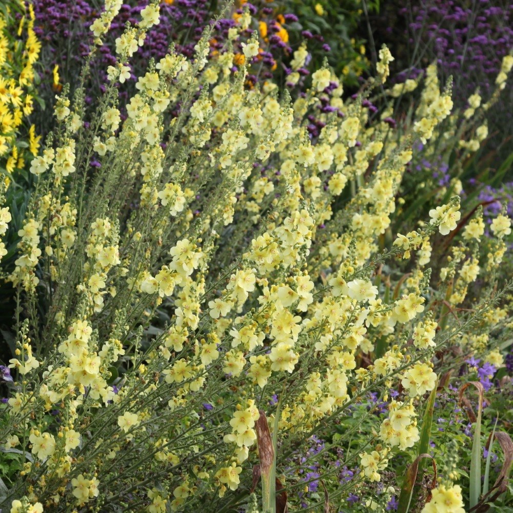 <I>Verbascum</i> (Cotswold Group) 'Gainsborough'