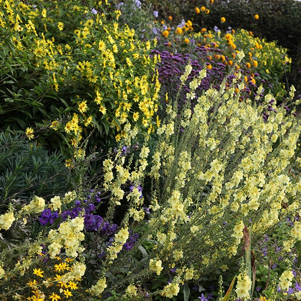 <I>Verbascum</i> (Cotswold Group) 'Gainsborough'