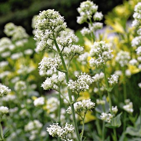 <i>Centranthus ruber</i> 'Albus'