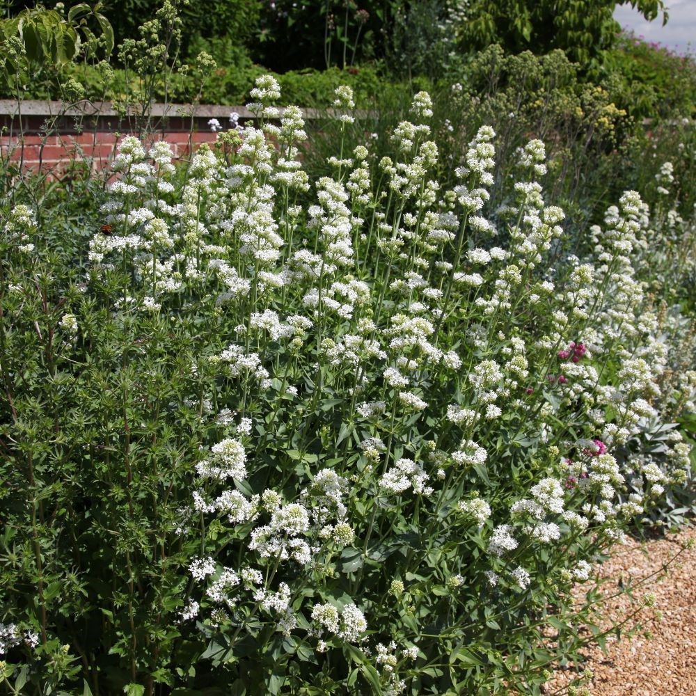<i>Centranthus ruber</i> 'Albus'