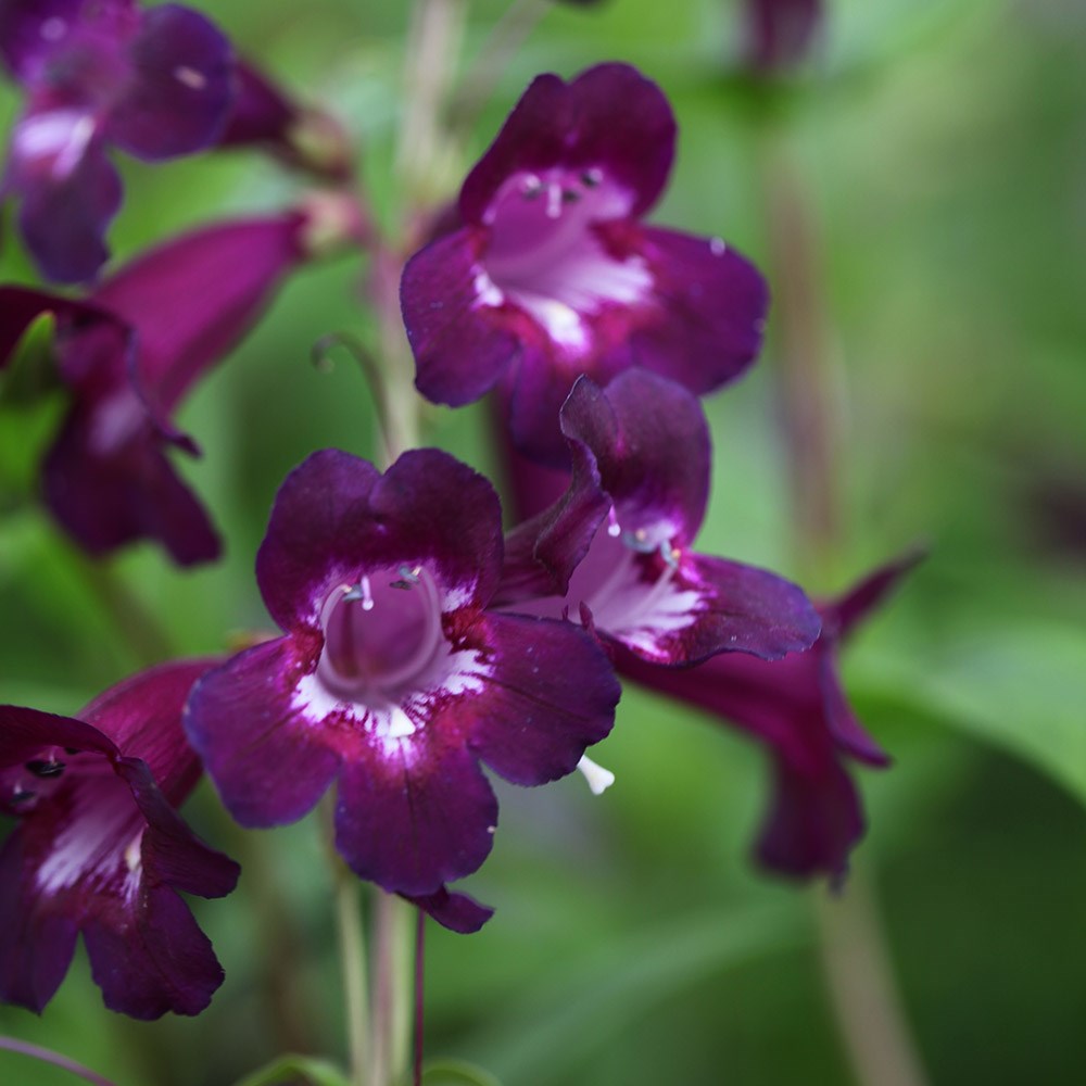 <i>Penstemon</i> 'Pensham Plum Jerkum' (Pensham Series)