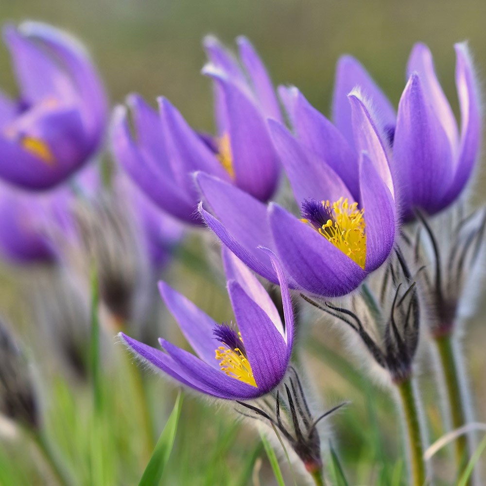 <i>Pulsatilla vulgaris</i> 