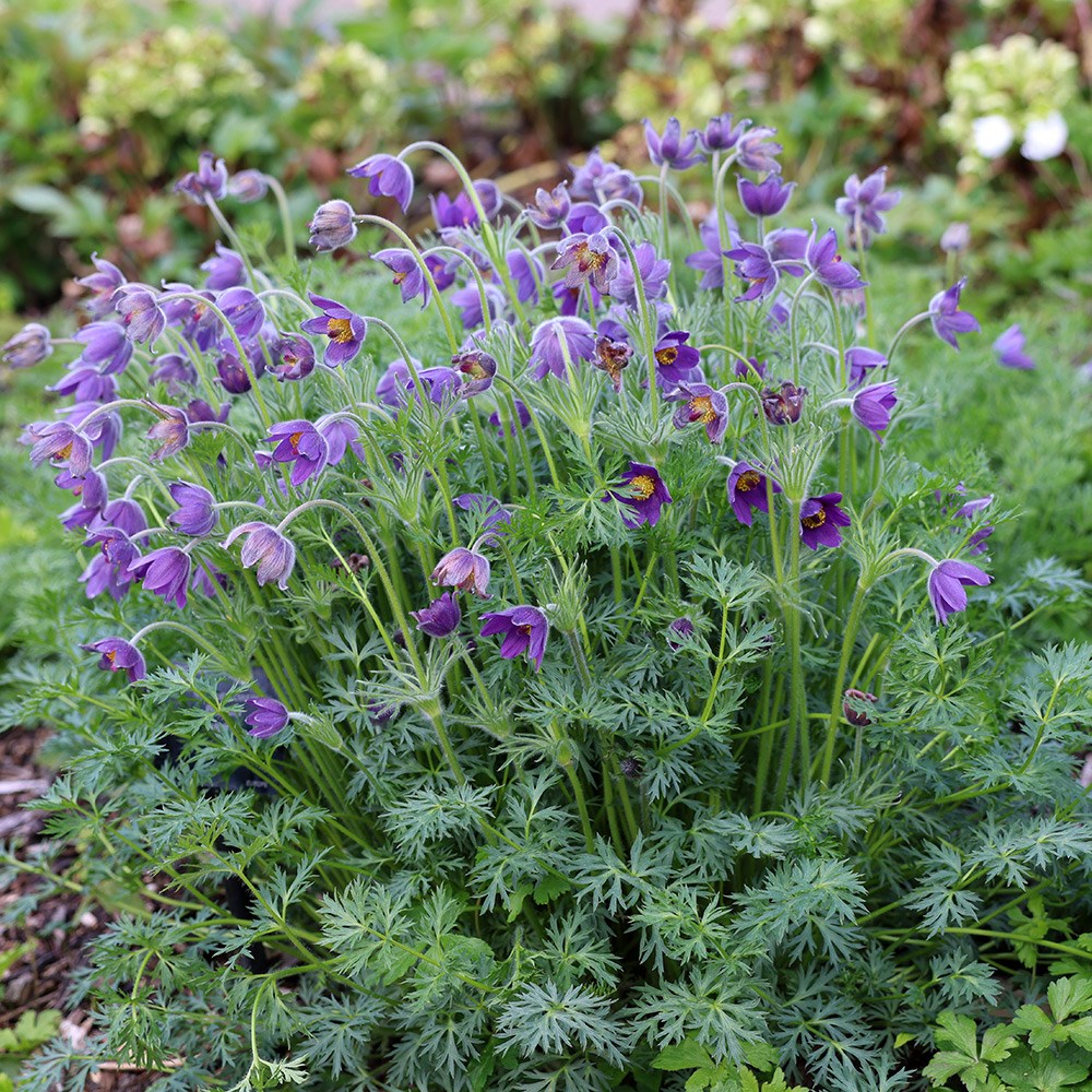 <i>Pulsatilla vulgaris</i> 