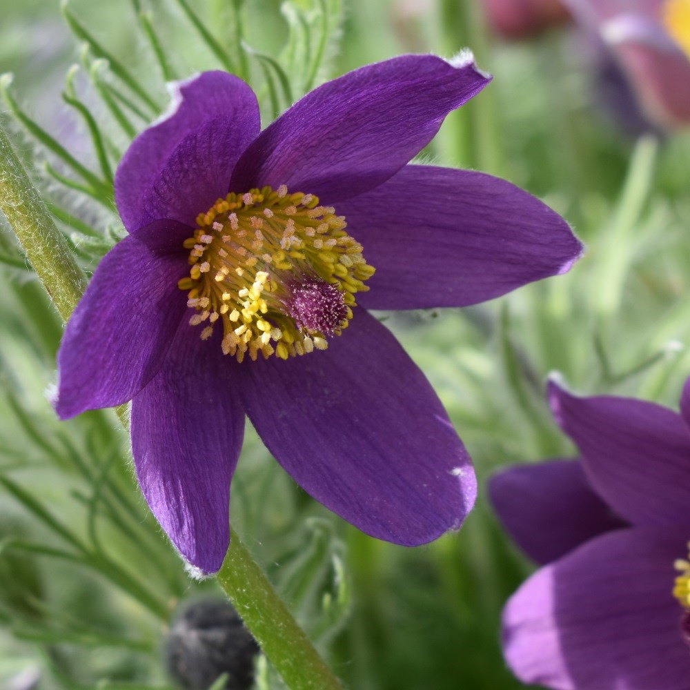 <i>Pulsatilla vulgaris</i> 