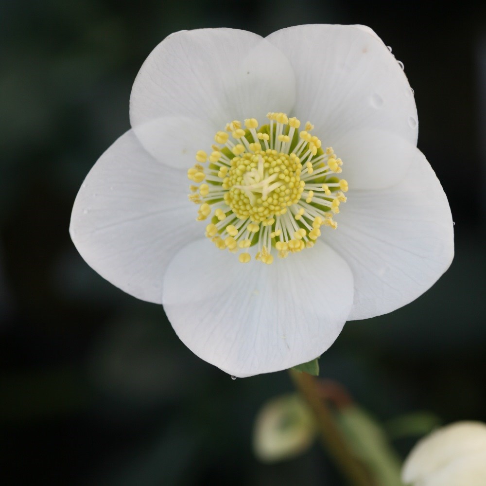 <i>Helleborus niger</i> 