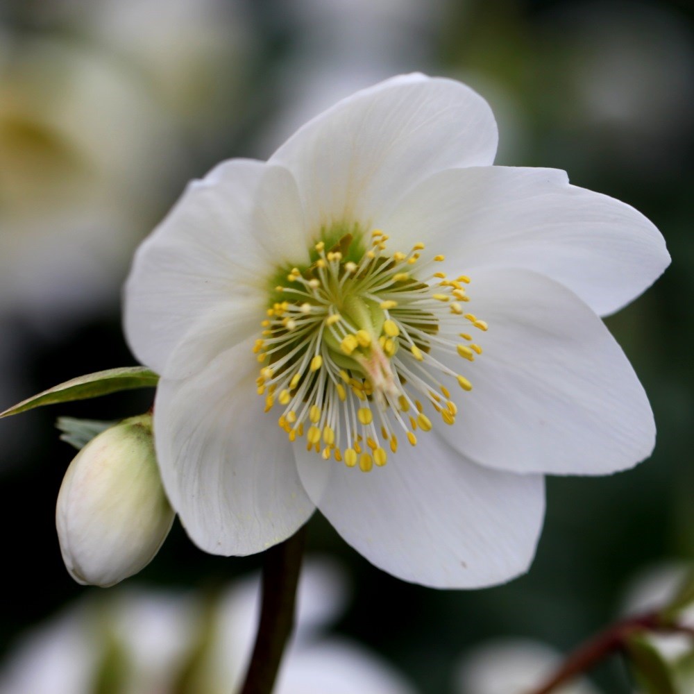 <i>Helleborus niger</i> 